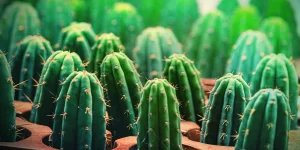 Top 5 Mescaline Cacti