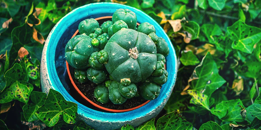 Peyote Cactus For Sale