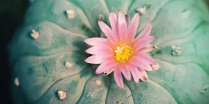 Top 5 Mescaline Cacti