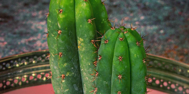 san pedro cactus