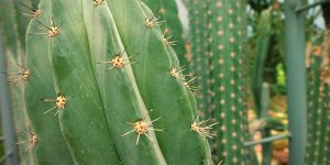  Top 5 Mescaline Cacti