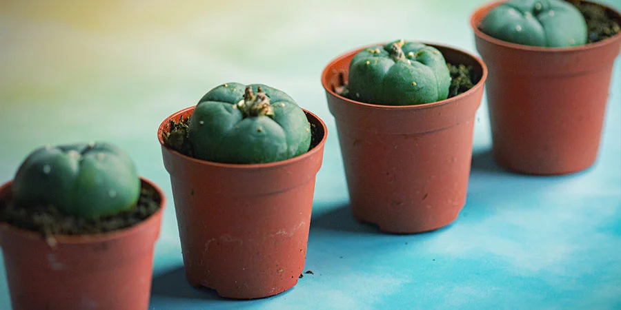 Lophophora Williamsii For Sale