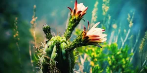 Top 5 Mescaline Cacti