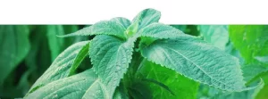 Salvia divinorum Plants For Sale