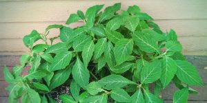 Salvia divinorum Plants For Sale