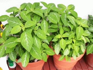 Salvia divinorum Plants For Sale