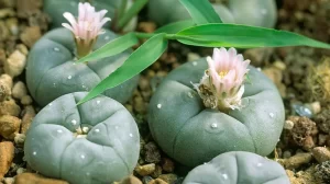 buy a peyote cactus