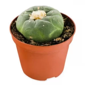 LOPHOPHORA DECIPIENS PEYOTE