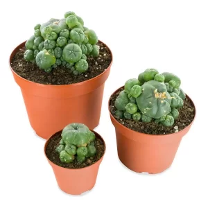 peyote for sale