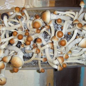 Penis Envy mushrooms for sale