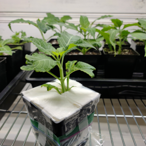 Salvia divinorum Plants For Sale