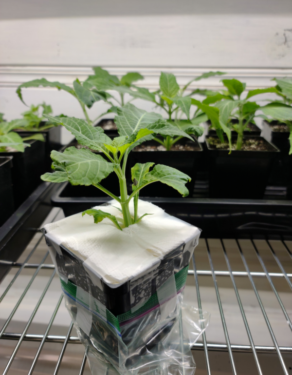 Salvia divinorum Plants For Sale