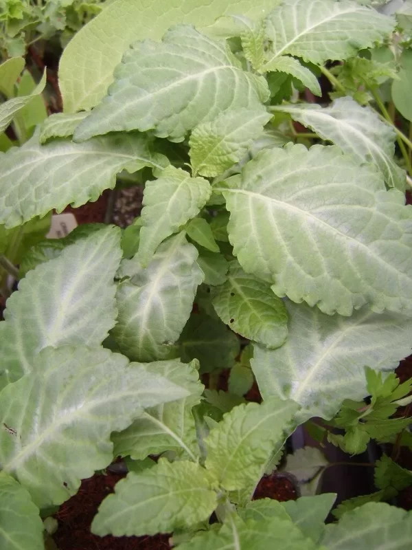 Salvia divinorum Plants For Sale