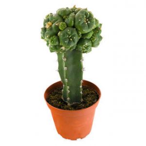 buy grafted peyote